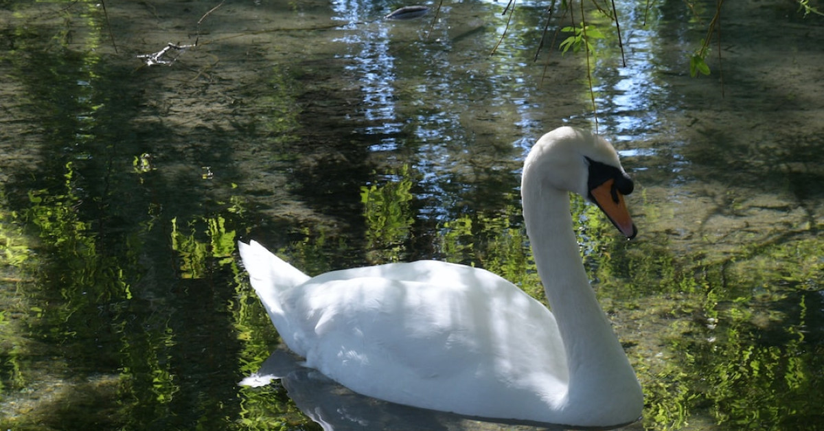 Elegant male swan swimming serenely on water