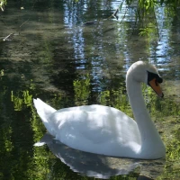 Elegant male swan swimming serenely on water Elegant male swan swimming serenely on water