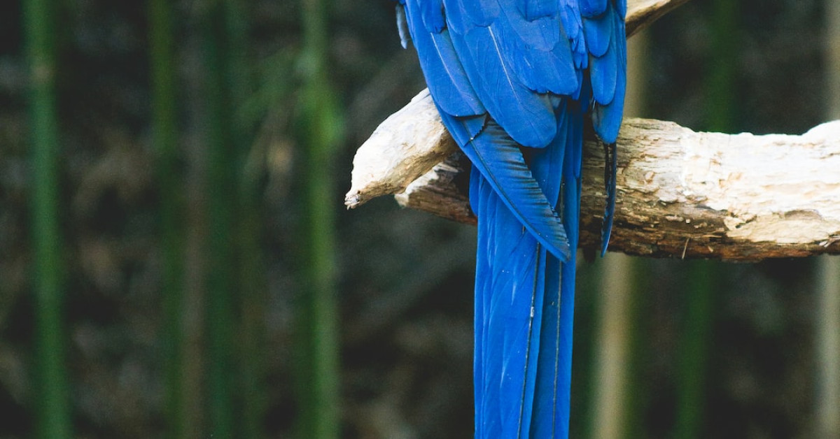Massachusetts state bird, Black-capped Chickadee, perched on a branch.