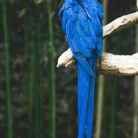Massachusetts state bird, Black-capped Chickadee, perched on a branch. Massachusetts state bird, Black-capped Chickadee, perched on a branch.