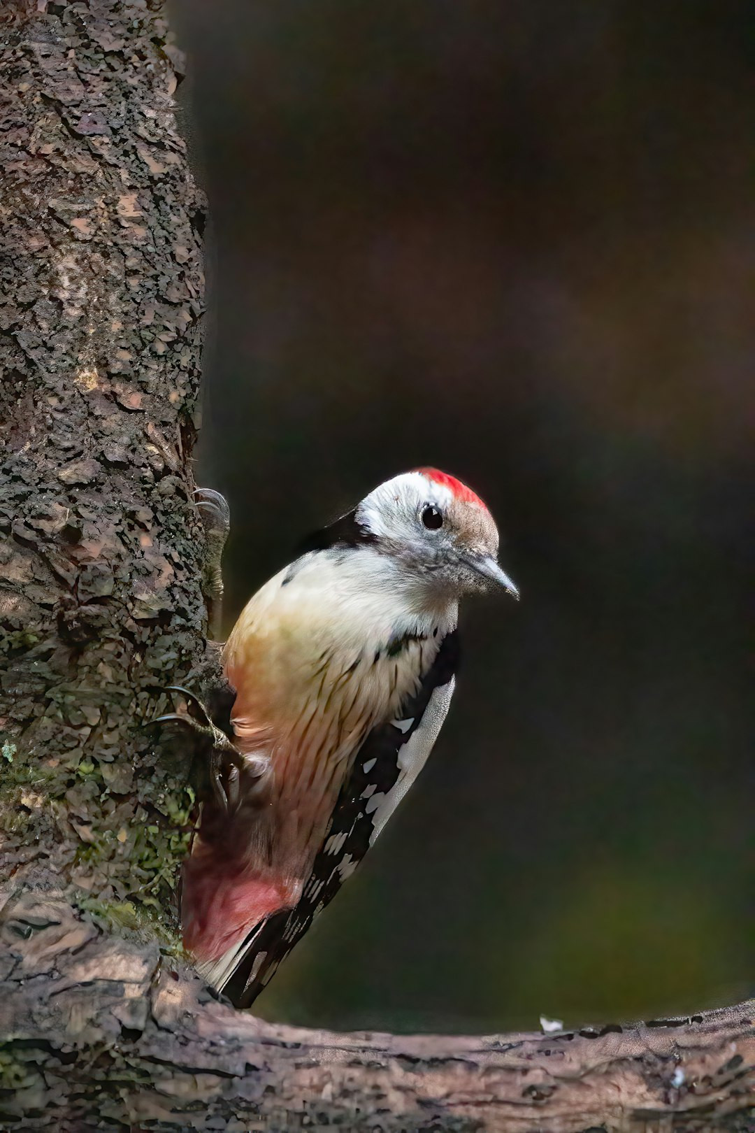 Woodpecker in habitat demonstrating behavior and surroundings.