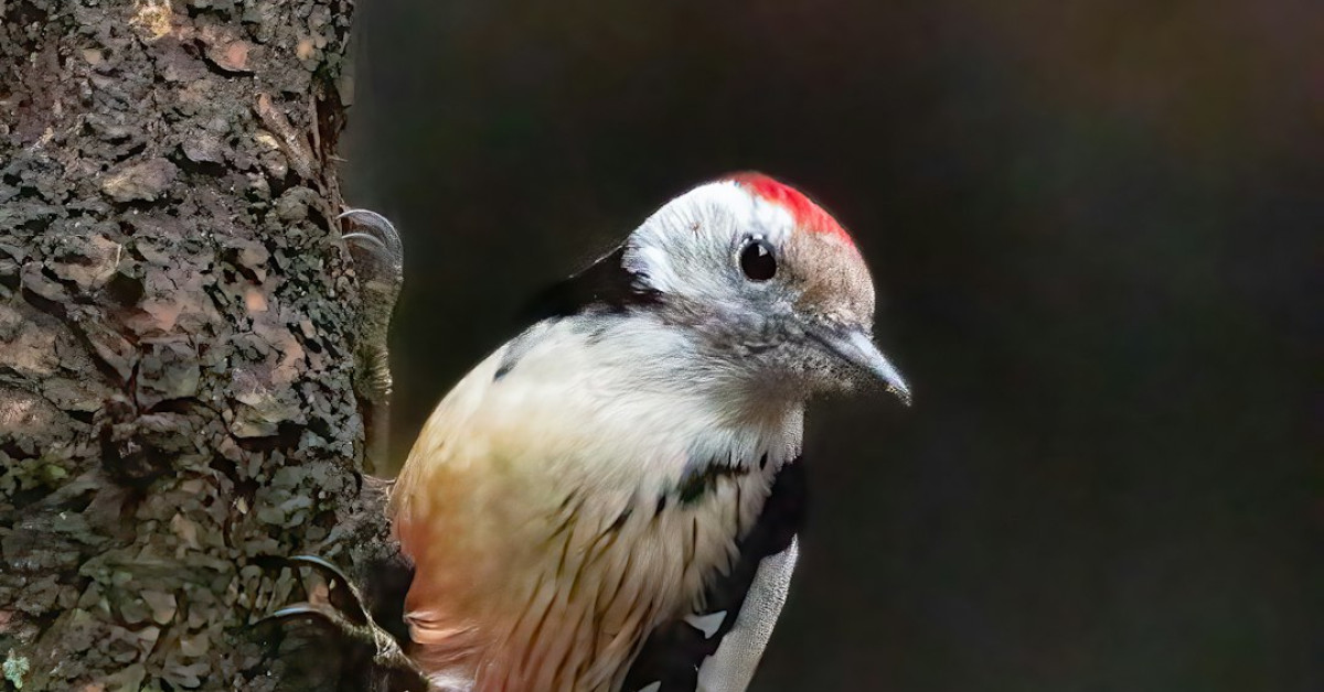 Woodpecker in habitat demonstrating behavior and surroundings.