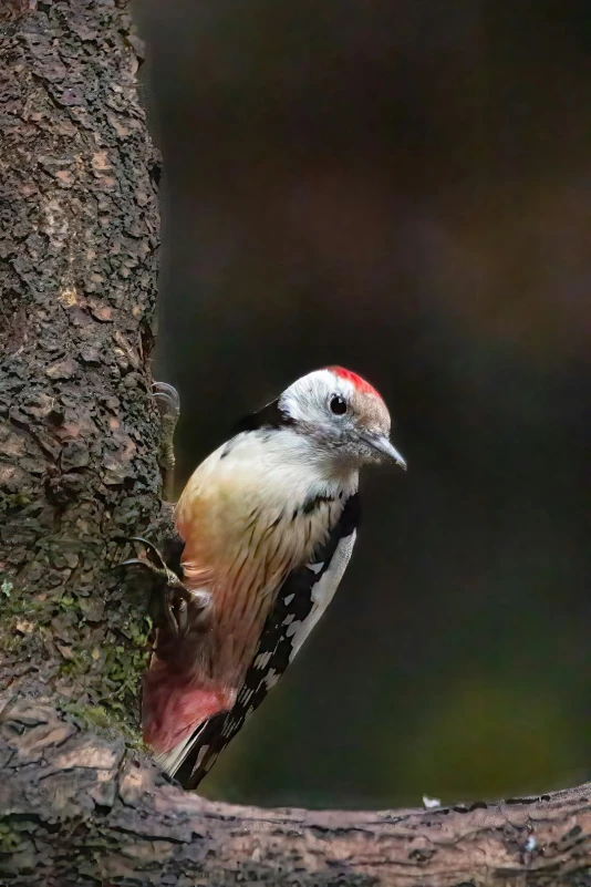 Woodpecker in habitat demonstrating behavior and surroundings.