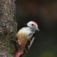 Woodpecker in habitat demonstrating behavior and surroundings. Woodpecker in habitat demonstrating behavior and surroundings.