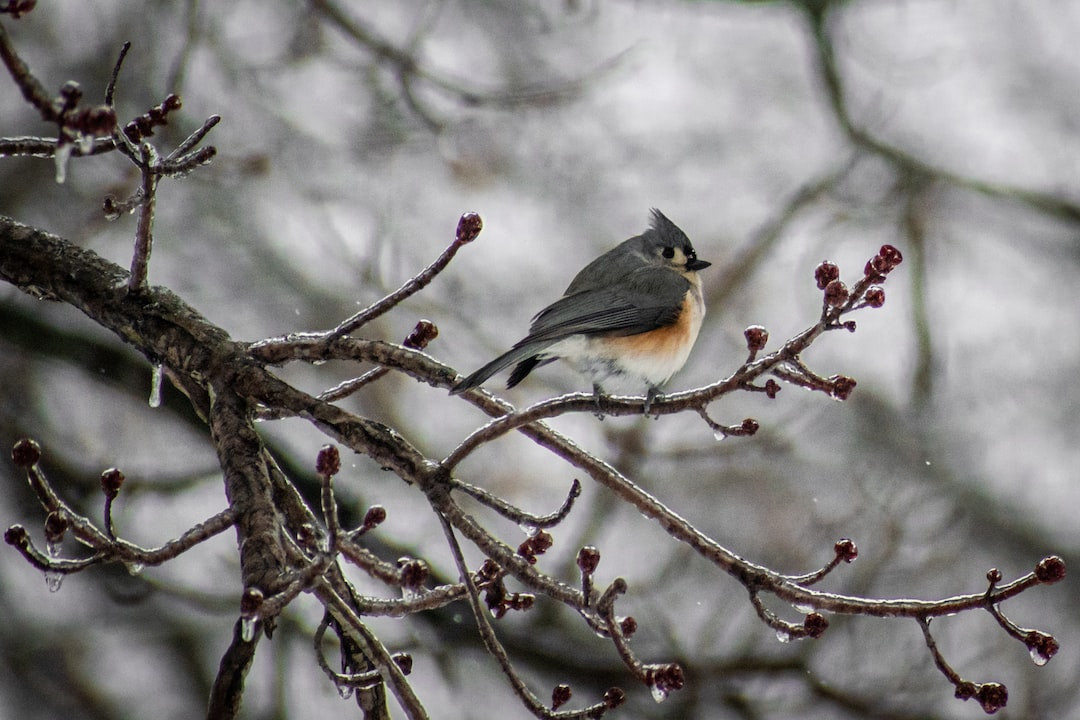 Tufted Titmouse perched on branch, vibrant backyard bird scene.