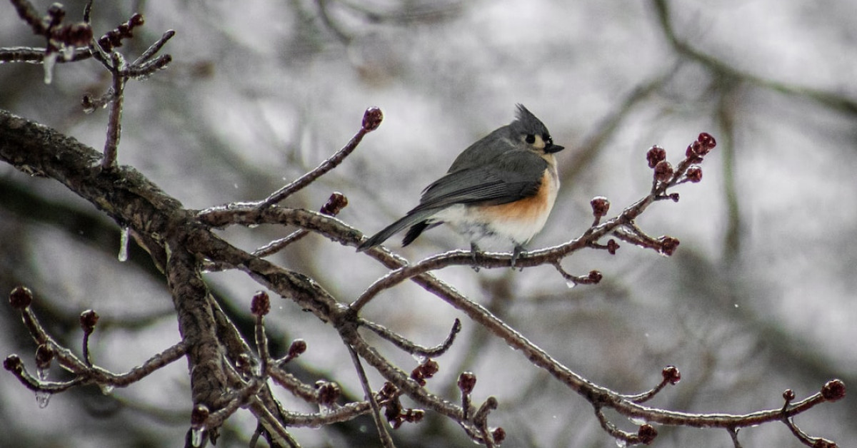 Tufted Titmouse perched on branch, vibrant backyard bird scene.