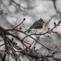Tufted Titmouse perched on branch, vibrant backyard bird scene. Tufted Titmouse perched on branch, vibrant backyard bird scene.