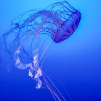 Person enjoying Boba tea at a cozy café. Person enjoying Boba tea at a cozy café.