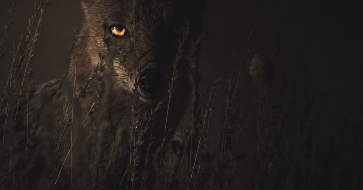 Disney's Animal Kingdom 25th Anniversary Festive Banner