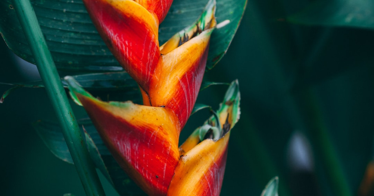 Cliff Diving Adventure in Jamaica's Picturesque Cove