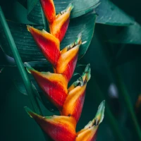 Cliff Diving Adventure in Jamaica's Picturesque Cove Cliff Diving Adventure in Jamaica's Picturesque Cove