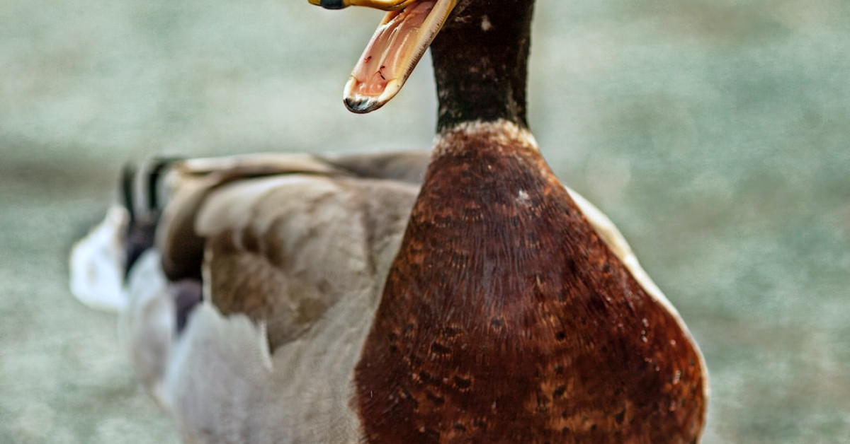 Diving duck solving crossword underwater illustration.