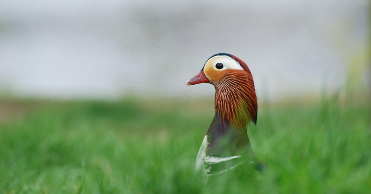 Person solving crossword puzzle underwater with duck floaties.
