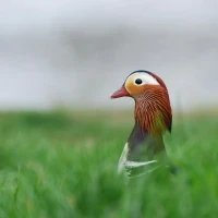 Person solving crossword puzzle underwater with duck floaties. Person solving crossword puzzle underwater with duck floaties.