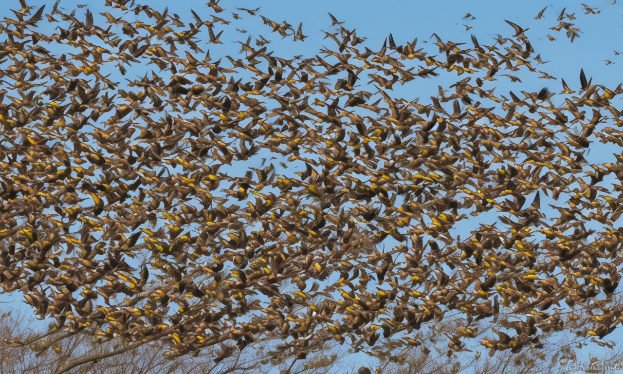 Do Cedar Waxwings fly nonstop? Cedar Waxwing Migration: A Complete Guide to Their Annual Journey