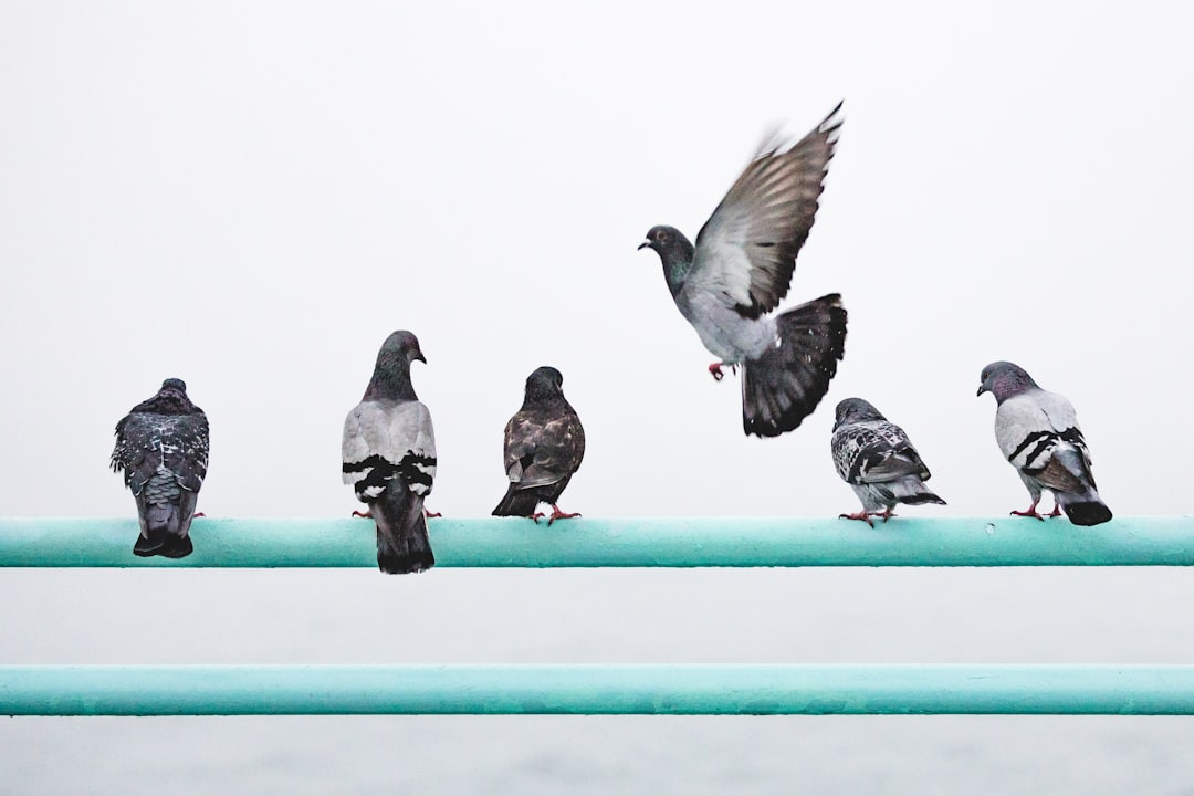 Do Wood Pigeons kiss? Do Wood Pigeons Mate For Life? Uncover the Surprising Truth