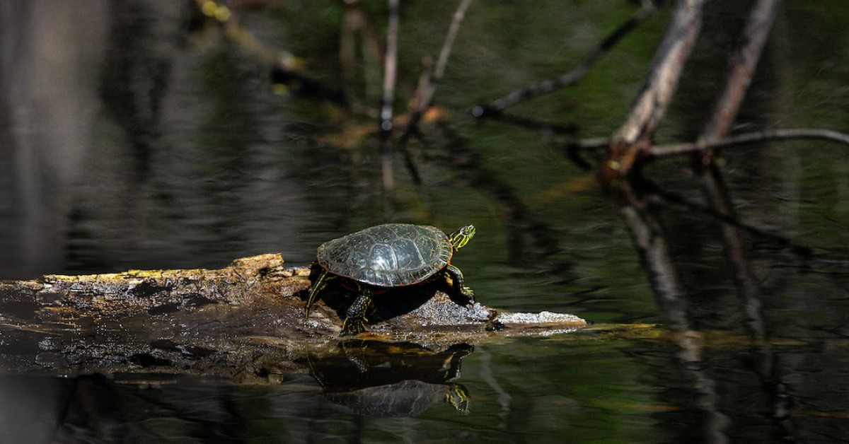 Is Dumpster Diving Legal in Minnesota? - Information Poster