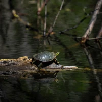 Is Dumpster Diving Legal in Minnesota? - Information Poster Is Dumpster Diving Legal in Minnesota? - Information Poster