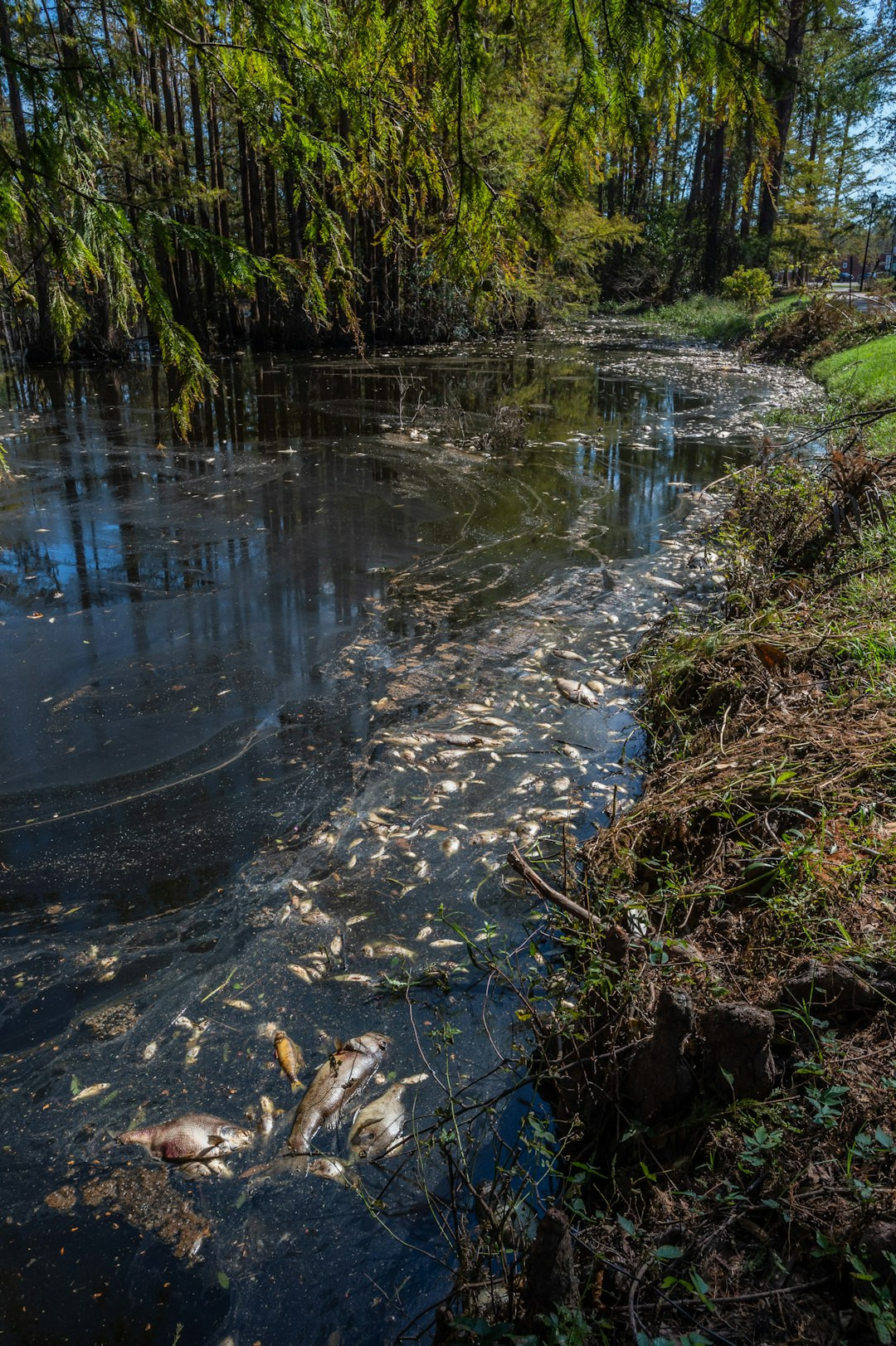 North Carolina dumpster diving legal guidelines infographic.