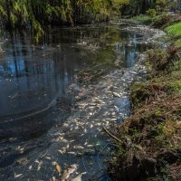 North Carolina dumpster diving legal guidelines infographic. North Carolina dumpster diving legal guidelines infographic.
