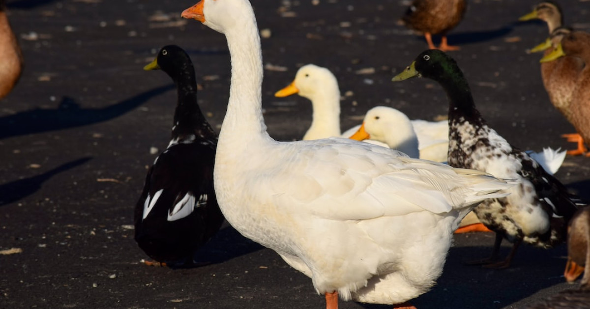 Mexican pesos to US dollars currency conversion chart.