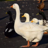 Mexican pesos to US dollars currency conversion chart. Mexican pesos to US dollars currency conversion chart.