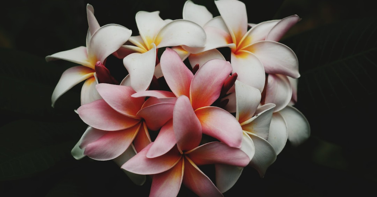 Vanilla Greek yogurt bowl with fruit and mint garnish.