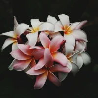 Vanilla Greek yogurt bowl with fruit and mint garnish. Vanilla Greek yogurt bowl with fruit and mint garnish.