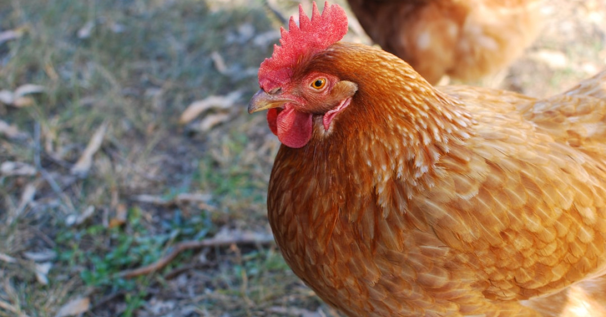 Baked chicken thighs with vegetables on a pan at 350°F.