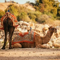 Pork loin with colorful vegetable sides on plate. Pork loin with colorful vegetable sides on plate.