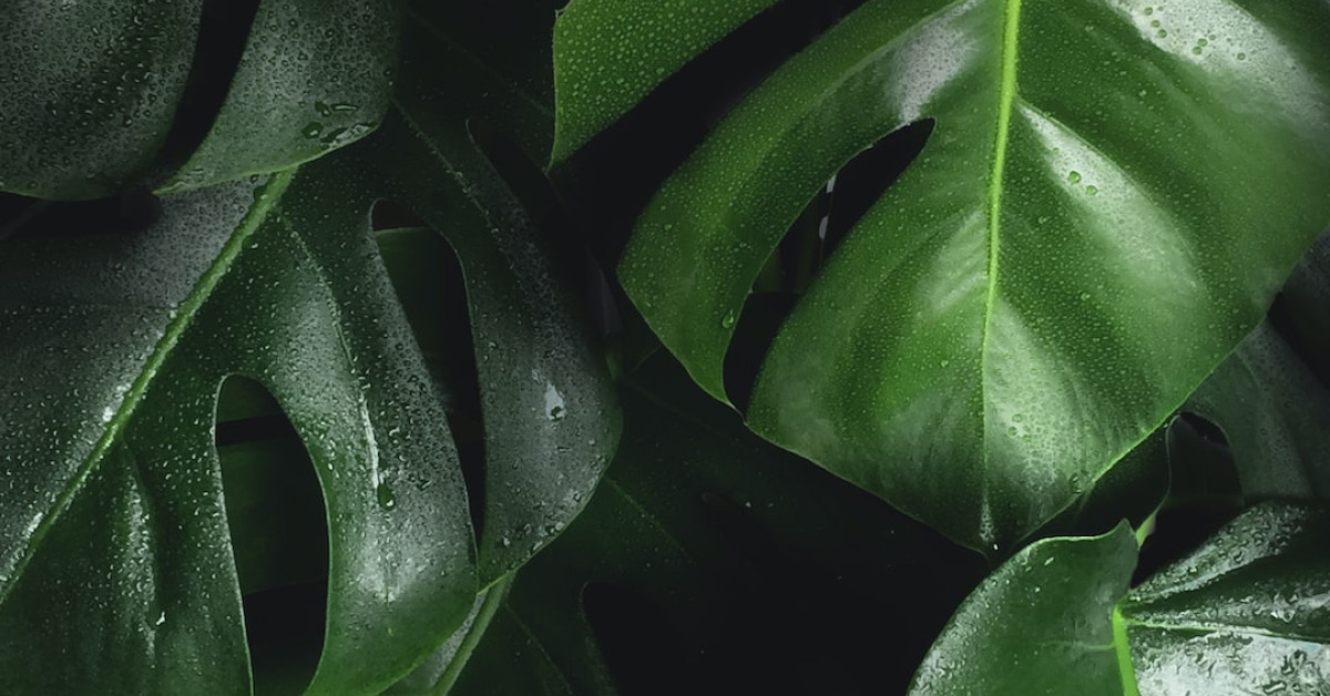 Sweet potatoes in garden with companion planting guide.