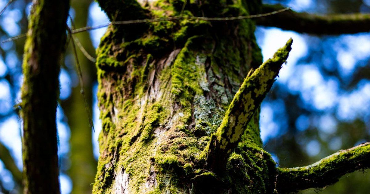 Gordon Ramsay's signature scallops with fresh vegetables presentation.