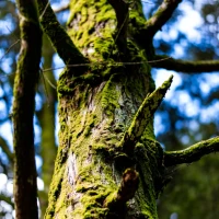 Gordon Ramsay's signature scallops with fresh vegetables presentation. Gordon Ramsay's signature scallops with fresh vegetables presentation.