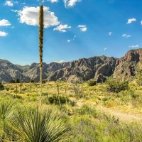 Inspirational Texas quotes poster with Lone Star emblem. Inspirational Texas quotes poster with Lone Star emblem.
