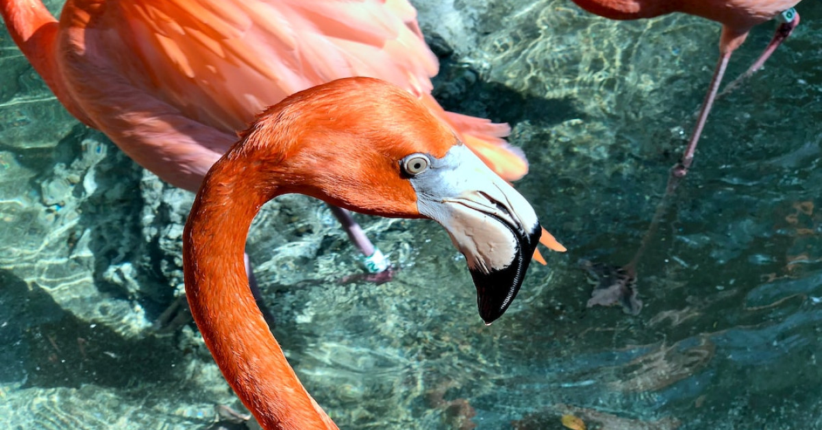 Northern Mockingbird, Texas State Bird, perched on branch.