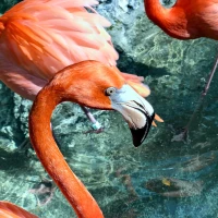 Northern Mockingbird, Texas State Bird, perched on branch. Northern Mockingbird, Texas State Bird, perched on branch.