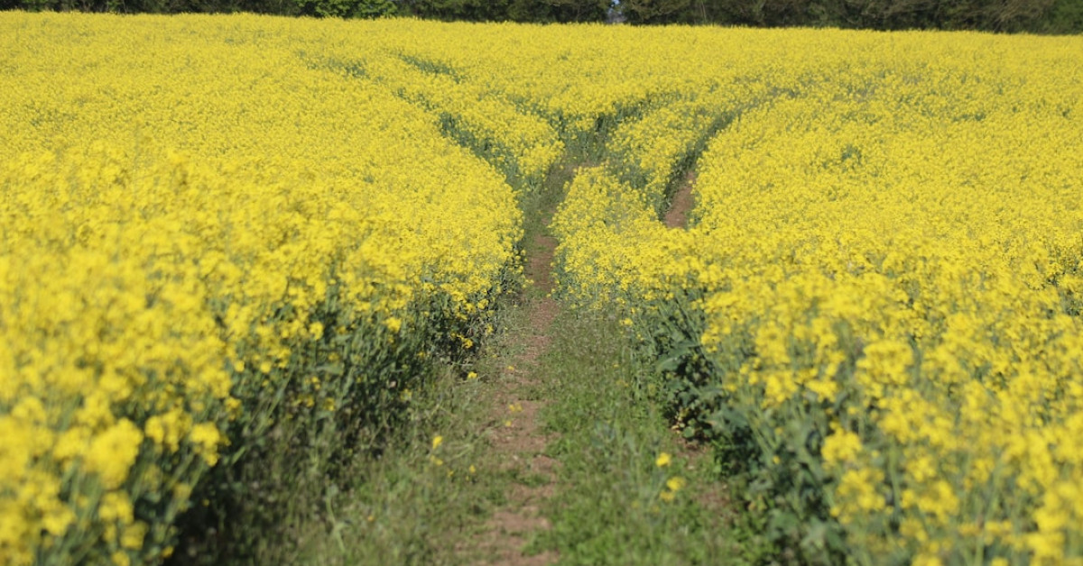 Three vampire brides with captivating beauty