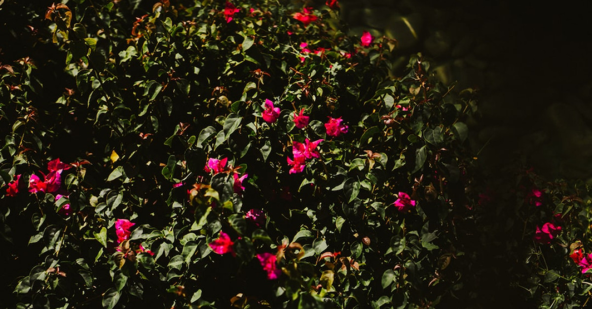 EPCOT 40th Anniversary Fireworks Display