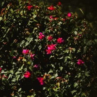 EPCOT 40th Anniversary Fireworks Display EPCOT 40th Anniversary Fireworks Display