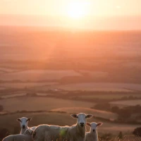 Top 60 MPH Electric Scooters for Urban Commuting Top 60 MPH Electric Scooters for Urban Commuting