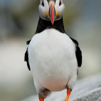 Black-capped Chickadee, Massachusetts State Bird, on a Branch. Black-capped Chickadee, Massachusetts State Bird, on a Branch.