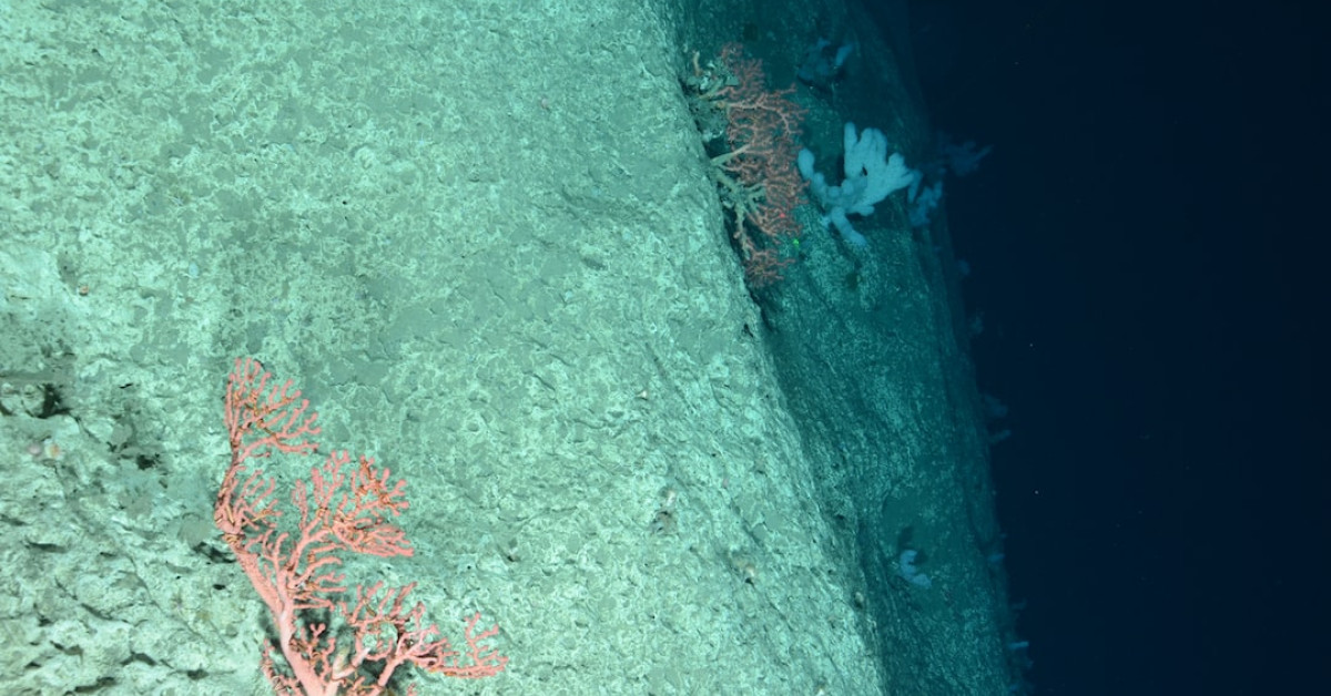 Scuba diver exploring vibrant underwater marine life