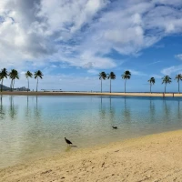 Hawaiian birds perched in natural habitat - birdwatching paradise. Hawaiian birds perched in natural habitat - birdwatching paradise.
