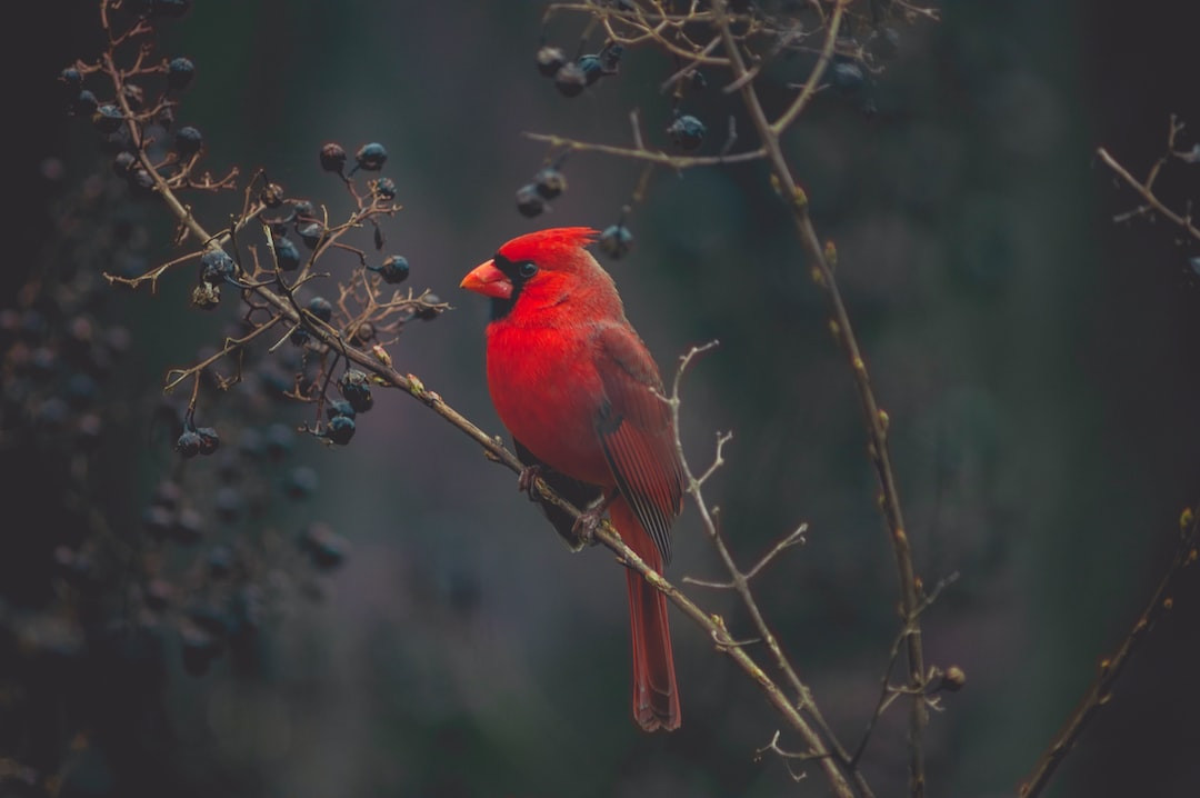 Massachusetts majestic state bird perched on branch.