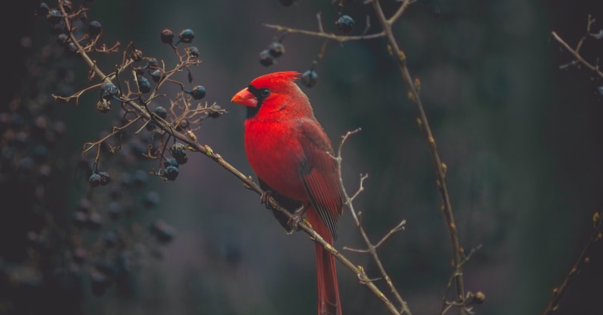 Massachusetts majestic state bird perched on branch.