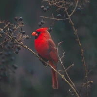 Massachusetts majestic state bird perched on branch. Massachusetts majestic state bird perched on branch.