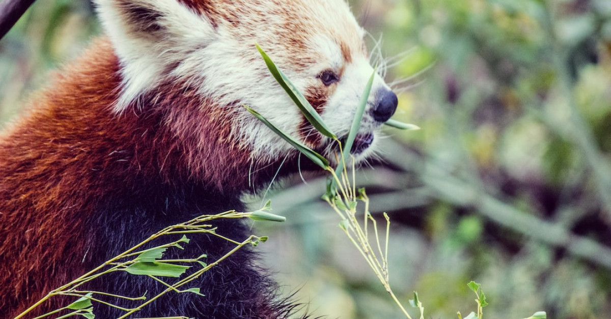 Cauliflower nutrition and safety for poultry infographic.