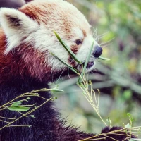 Cauliflower nutrition and safety for poultry infographic. Cauliflower nutrition and safety for poultry infographic.