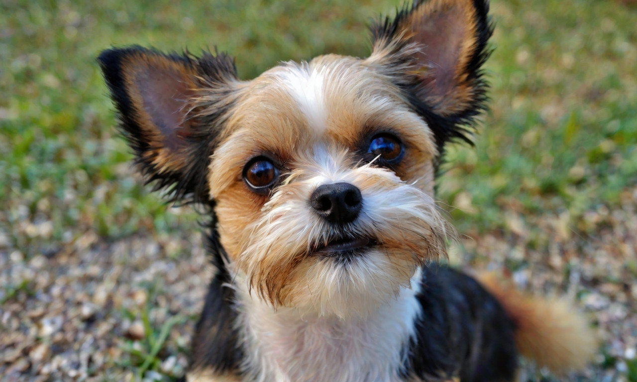 Fo-Tzu: Toy Fox Terrier Shih Tzu Mix - Meet Your New Best Friend!