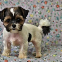 Best 300+ Fo-Tzu: Toy Fox Terrier Shih Tzu Mix Names Youâll Love in 2024 Best 300+ Fo-Tzu: Toy Fox Terrier Shih Tzu Mix Names Youâll Love in 2024